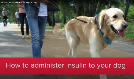 insulin-dog